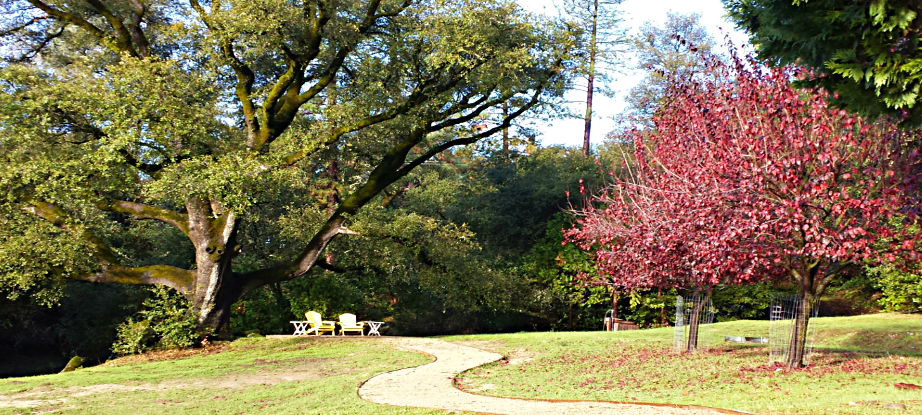 A foot path meanders through the green lawn to yellow Adironack chairs under a grand heritage oak. 